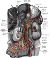 Gastric plexuses