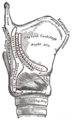 The muscles of the neck, viewed from the front.