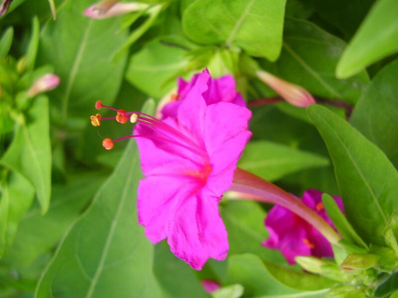 File:Gul-Abas-4-O'clock plant.JPG