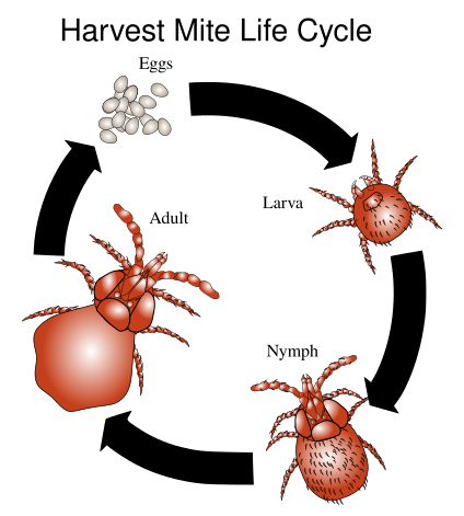 File:Harvest mite cycle.svg