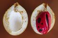 Nutmeg fruit seed and aril