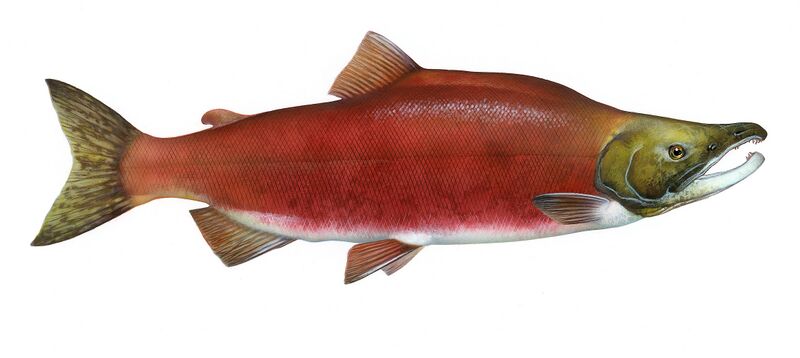 File:Oncorhynchus nerka.jpg