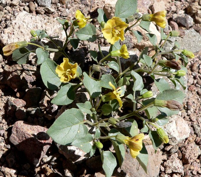 File:Physalis crassifolia 1.jpg