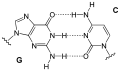 Hydrogen_bond