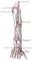 The radial and ulnar arteries.