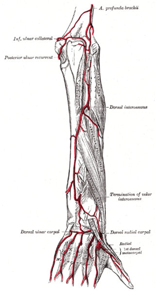 File:Gray529.png