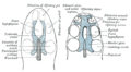 Thumbnail for version as of 17:28, 18 May 2026