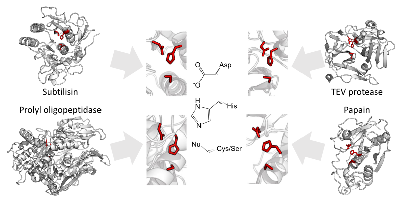 File:Triad convergence ser cys.svg