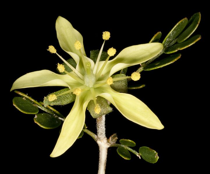 File:Tribulus platypterus (7596851918).jpg