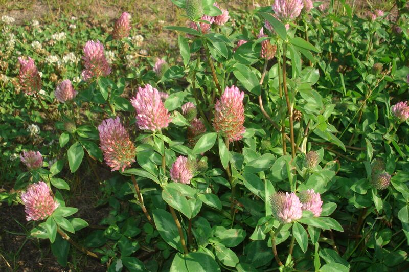 File:Trifolium pratense 04.JPG
