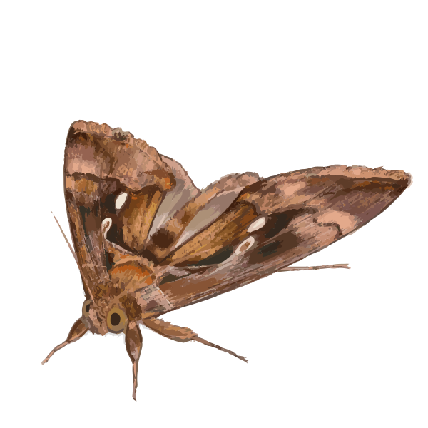 File:202101 Chrysodeixis eriosoma.svg