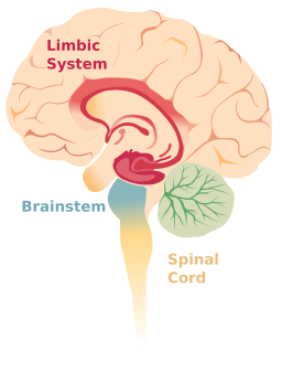 File:Brain limbicsystem.svg