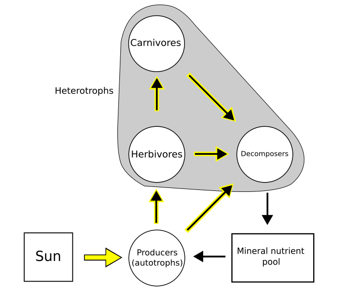 File:FoodWebSimple.svg