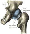 Gray's Anatomy illustration of the ilium