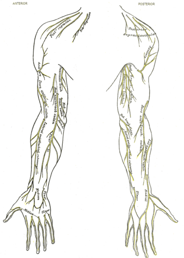 File:Gray811and813.PNG