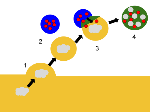 File:Lysosomes Digestion.svg