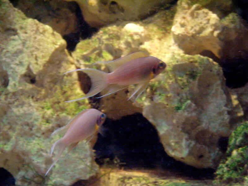File:Neolamprologus pulcher (Wroclaw zoo).JPG