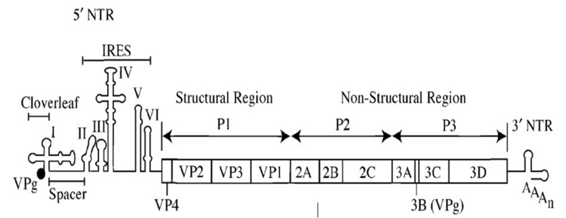File:Poliovirus genome.png
