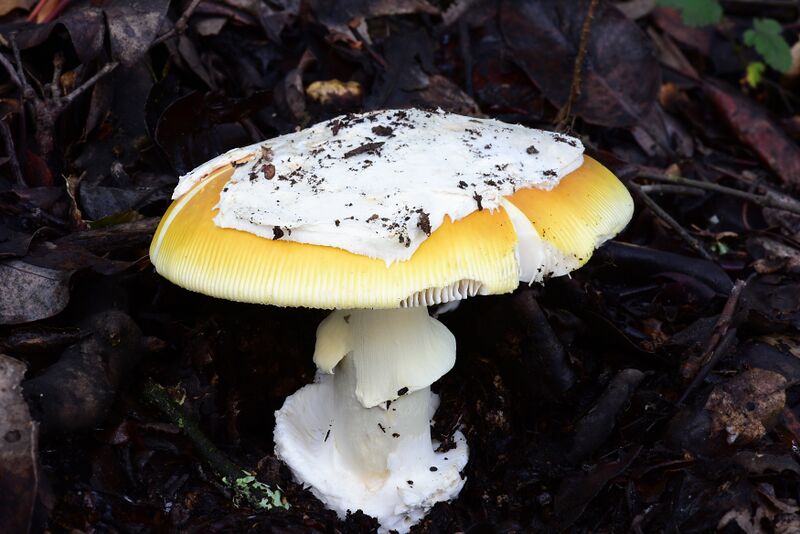 File:Amanita calyptroderma Oakland.JPG