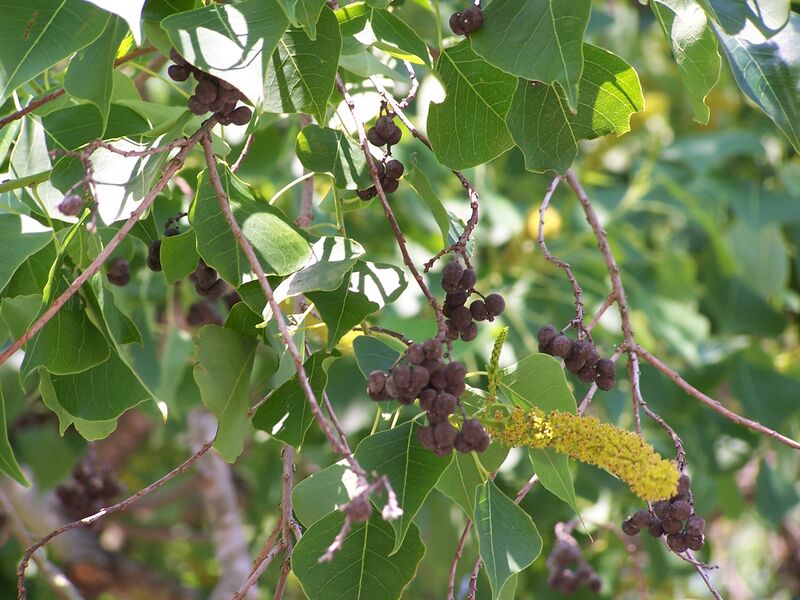 File:ChineseTallowSeedpods.jpg