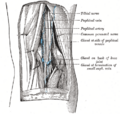 Gray's Anatomy illustration of the popliteal artery