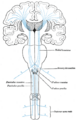 Spinal nerve roots