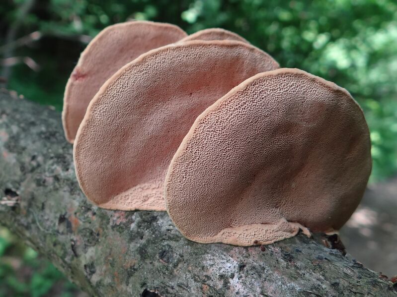 File:Hapalopilus nidulans G7 (4).JPG
