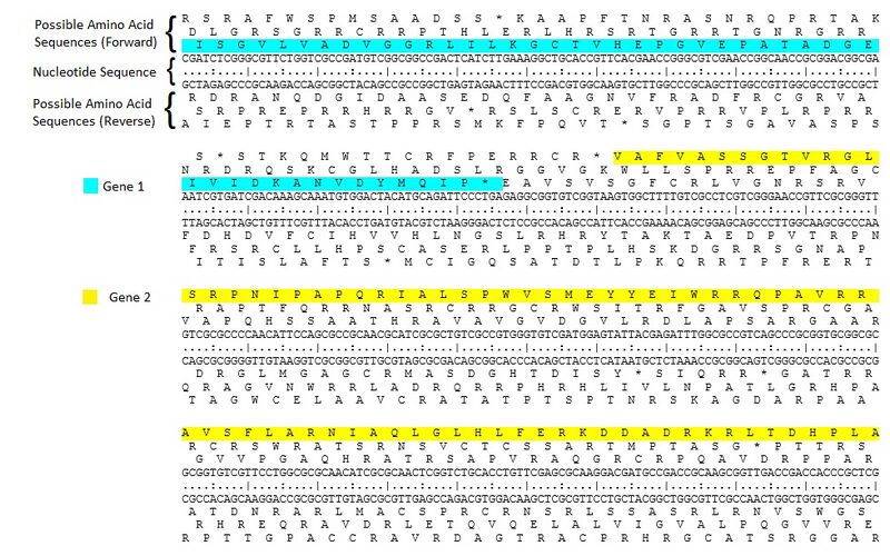 File:Open reading frame.jpg