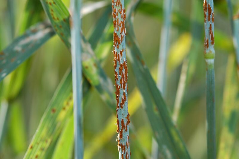 File:Stem rust close up.jpg