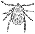 Thumbnail for version as of 12:50, 29 May 2026