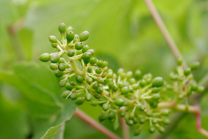 File:Young grapes.jpg