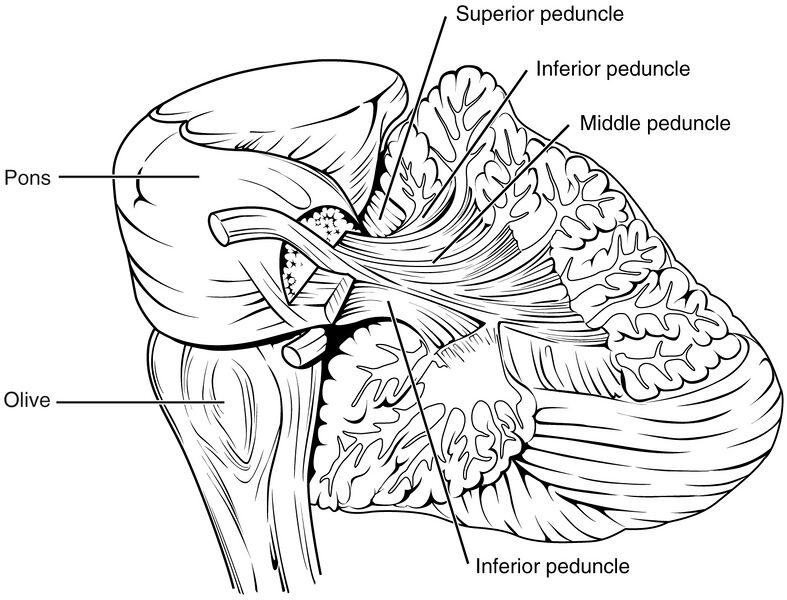 File:1612 Cerebellar Peduncles-02.jpg