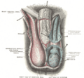 Cremaster muscle anatomy illustration