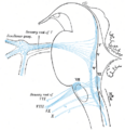 Cochlear nucleus