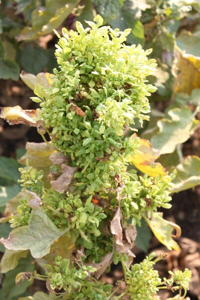 File:Brinjal Little leaf phytoplasma.jpg