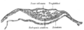 Gray's Anatomy illustration of ectoderm