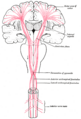 Primary motor cortex