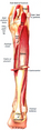Illustration of the soleus