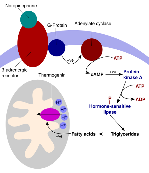 File:ThermogeneseAdipozyten-en.svg