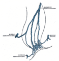 Median sacral artery