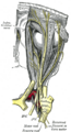 Lacrimal gland and surrounding structures