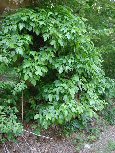 File:Poison ivy-roadside.jpg