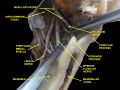 Lingual nerve