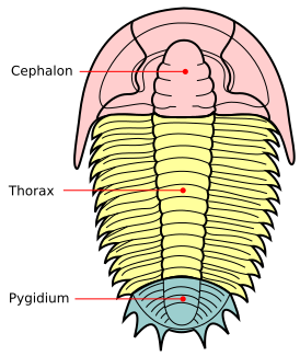 File:Trilobite sections-en.svg