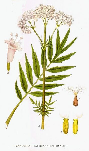 File:60 Valeriana officinalis.jpg