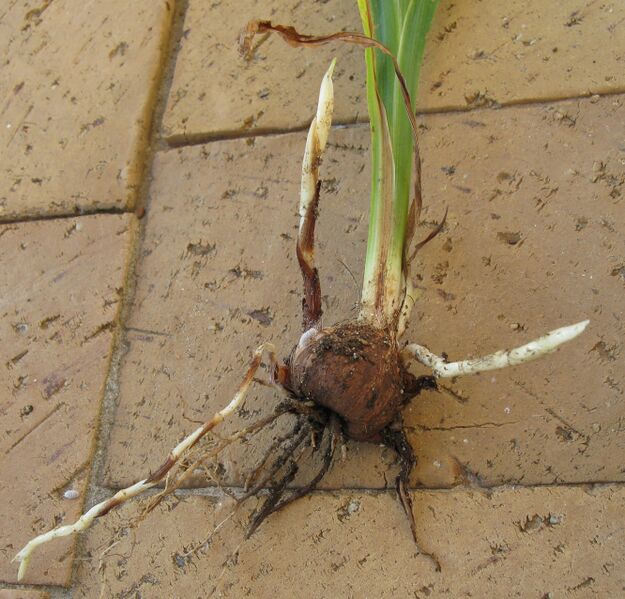 File:Corm stolons5680.jpg