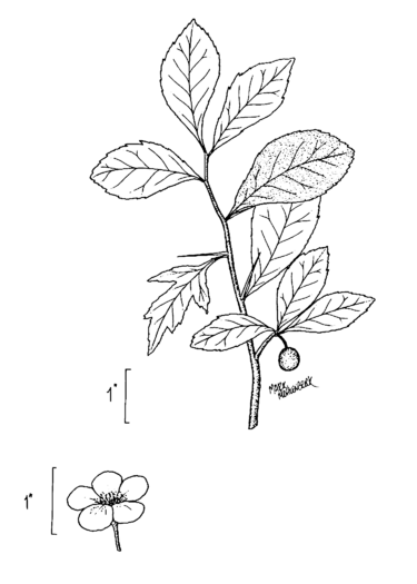 File:Crataegus aestivalis.png