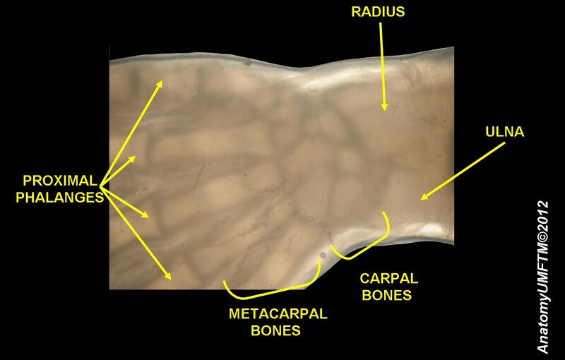 File:Hand of embryo.jpg