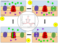 Membrane permeability during an action potential.