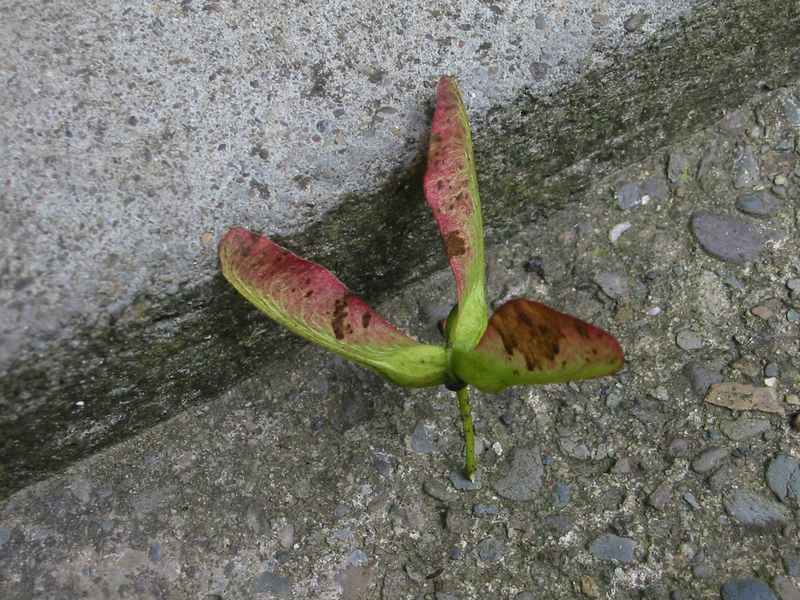 File:TripleSycamoreSamara.png